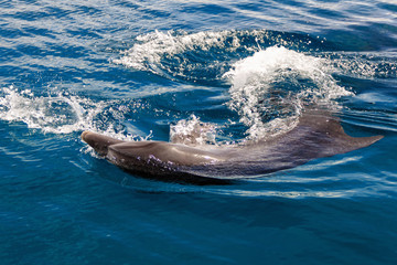 The yong Bottlenose dolphin is swimming in red sea