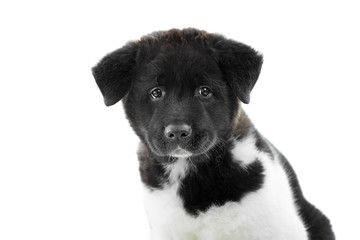 Nice close-up of the american s akita puppy, made in a studio with white background. It has soft,fluffy fur with white and black spots and little wet nose. Puppy is a symbol of 2018 year.