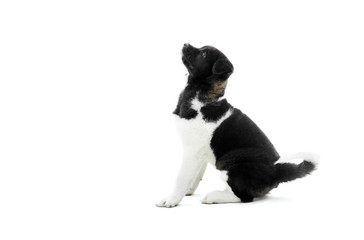 American akita puppy is sitting on the white background and looking up on something. It s fur has black and white spots and it s very fluffe. Nice symbol of the next 2018 year. Photo taken in studio.