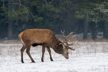 Single Adult Red Deer Stag ( Cervus Elaphus ) With Big Horns Feeding On Snowy Grass Field At Foggy Forest Background. European Wildlife Landscape With Fog, Snow And  Deer Stag With Big Antlers.