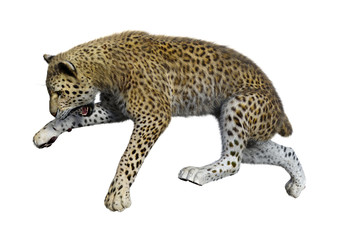3D Rendering Big Cat Leopard on White