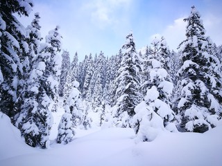 Verschneite Winterlandschaft