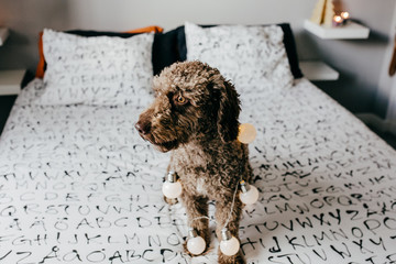 .Sweet brown spanish water dog wrapped in christmas decorations, sitting on top of the bed with funny faces. Lifestyle photography