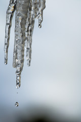Naklejka na ściany i meble close up of icicle melting
