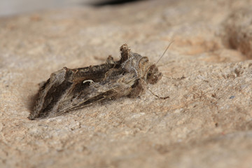Gammaeule Schmetterling, Autographa gamma