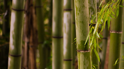 Obraz premium bamboo