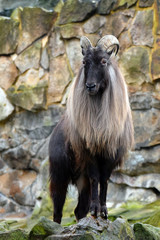 Himalayan tahr (Hemitragus jemlahicus) standing on stone.