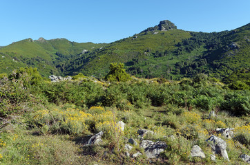 Fototapeta na wymiar plantes et flore méditerranéenne dans la montagne de Costa verde en haute Corse