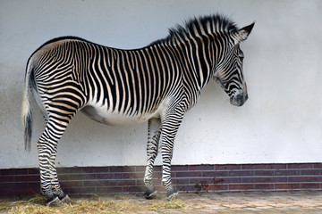 Zebra standing in front of a wall.