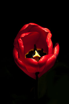Tulpe - tulip