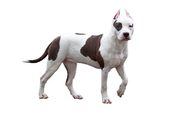 American staffordshire terrier puppy isolated on a white background. Pet animals.