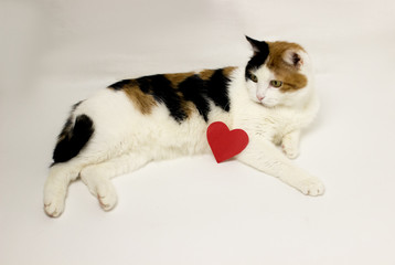 three-colored cat lies on a white background with a red heart