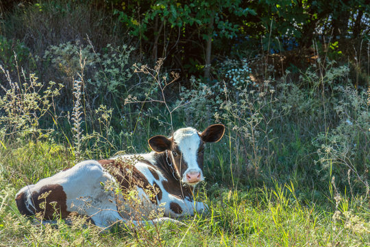 Cow grazing and resting on a pasture in the summertime.