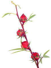Fresh roselle on white background