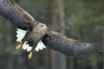 White-tailed Eagle in flight closeup. Eagle wings wide open. Eagle spread wings.