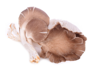 oyster mushroom on white background