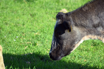 Closeup of a cow grazing
 