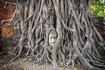 Head of Buddha statue in the tree roots at Wat Mahathat temple, Ayutthaya, Thailand. Ayutthaya historical park.