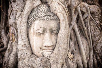 Head of Buddha statue in the tree roots at Wat Mahathat temple, Ayutthaya, Thailand. Ayutthaya historical park.