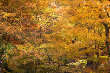 Red maple leaf in Autumn season at Japan