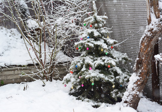 Blue Spruce (Picea pungen) with colorful christmas balls decoration. Christmas tree outdoor in snow. Winter scenery.