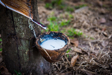 Tapping latex rubber tree, Rubber Latex extracted from rubber tree.