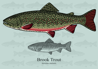 Brook Trout. Vector illustration for artwork in small sizes. Suitable for graphic and packaging design, educational examples, web, etc.