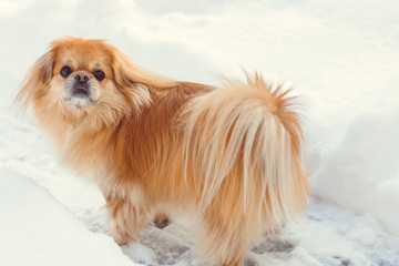 Golden pekingese walk at the snow in winter park. Walk in winter outdoors with little red pet on a yard. Best friend ever for human 