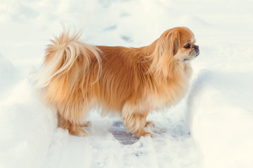 Golden pekingese walk at the snow in winter park. Walk in winter outdoors with little red pet on a yard. Best friend ever for human 