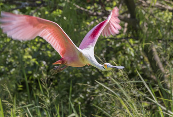 Roseate spoonbill (Platalea ajaja) flying between trees at rookery, High Island, Texas, USA
