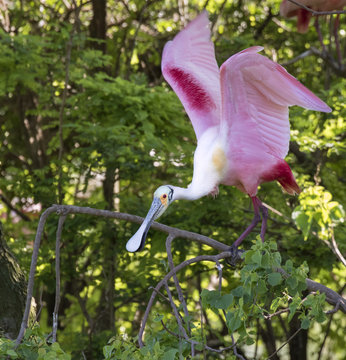Roseate spoonbill (Platalea ajaja) ready to take off, High Island, texas, USA