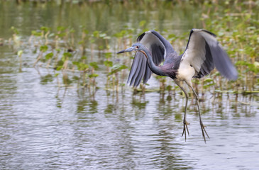 Tricolored heron (Egretta tricolor) taking off in the lake, Galveston, Texas, USA