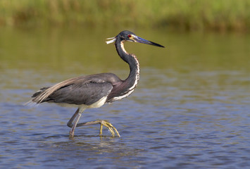 Tricolored heron (Egretta tricolor) wading in tidal marsh, Galveston, Texas, USA