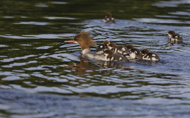 Gänsesäger Weibchen Küken