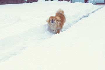 Golden pekingese walk at the snow in winter park. Walk in winter outdoors with little red pet on a yard. Best friend ever for human 