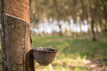 Tapping latex rubber tree, Rubber Latex extracted from rubber tree.