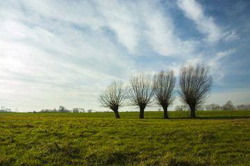 Fototapeta na wymiar Row of willows on a green meadow