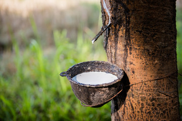 Tapping latex rubber tree, Rubber Latex extracted from rubber tree.