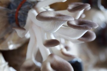 close up texture of white mushroom for food preparation.