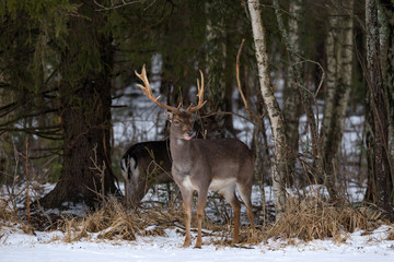 Fallow Deer Buck.Majestic Powerful Adult Fallow Deer, Dama Dama, In Winter Forest,Belarus. Wildlife Scene From Nature, Europe.Male Of Fallow Deer ( Daniel )  With Its Tongue Sticking Out Stand On Snow