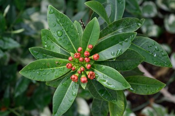 キサントステモン・クリサンサス 花のつぼみ