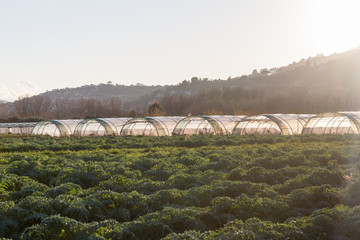 Gewächshäuser - Folientunnel im Herbstlicht