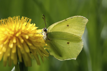 Zitronenfalter, Gonepteryx rhamni, auf Bl&uuml;te