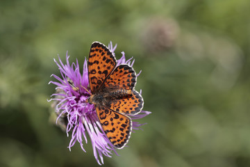Roter Scheckenfalter, Melitaea didyma, auf Blüte