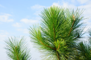 photo of loblolly pine branches
