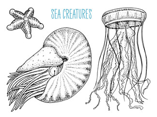sea creature nautilus pompilius, jellyfish and starfish. shellfish or mollusk or clam. engraved hand drawn in old sketch, vintage style. nautical or marine, monster or food. animals in the ocean.