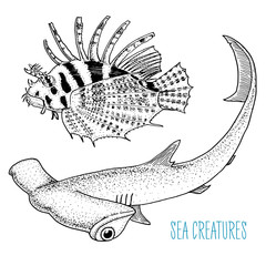 sea creature red lionfish and great hammerhead shark. engraved hand drawn in old sketch, vintage style. nautical or marine, monster or fish. animals in the ocean.