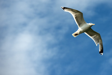 Möve  - Seagull in flight