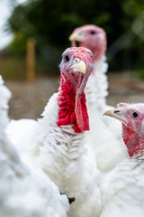 Turkeys from behind a metal fence on the farm