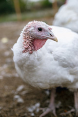 Breeding turkeys on a farm.